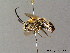  ( - BC ZSM HYM 06165)  @13 [ ] CreativeCommons - Attribution Non-Commercial Share-Alike (2010) Stefan Schmidt SNSB, Zoologische Staatssammlung Muenchen