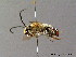  ( - BC ZSM HYM 06166)  @15 [ ] CreativeCommons - Attribution Non-Commercial Share-Alike (2010) Stefan Schmidt SNSB, Zoologische Staatssammlung Muenchen