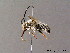  ( - BC ZSM HYM 06169)  @13 [ ] CreativeCommons - Attribution Non-Commercial Share-Alike (2010) Stefan Schmidt SNSB, Zoologische Staatssammlung Muenchen