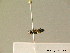  ( - BC ZSM HYM 06970)  @12 [ ] CreativeCommons - Attribution Non-Commercial Share-Alike (2010) Stefan Schmidt SNSB, Zoologische Staatssammlung Muenchen