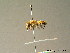  (Megachile giraudi - BC ZSM HYM 06987)  @13 [ ] CreativeCommons - Attribution Non-Commercial Share-Alike (2010) Stefan Schmidt SNSB, Zoologische Staatssammlung Muenchen