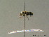  ( - BC ZSM HYM 07005)  @13 [ ] CreativeCommons - Attribution Non-Commercial Share-Alike (2010) Stefan Schmidt SNSB, Zoologische Staatssammlung Muenchen