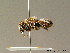  (Megachile rufescens - BC ZSM HYM 07008)  @13 [ ] CreativeCommons - Attribution Non-Commercial Share-Alike (2010) Stefan Schmidt SNSB, Zoologische Staatssammlung Muenchen