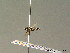  ( - BC ZSM HYM 07011)  @11 [ ] CreativeCommons - Attribution Non-Commercial Share-Alike (2010) Stefan Schmidt SNSB, Zoologische Staatssammlung Muenchen