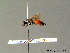  ( - BC ZSM HYM 07049)  @13 [ ] CreativeCommons - Attribution Non-Commercial Share-Alike (2010) Stefan Schmidt SNSB, Zoologische Staatssammlung Muenchen