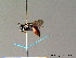  ( - BC ZSM HYM 07050)  @13 [ ] CreativeCommons - Attribution Non-Commercial Share-Alike (2010) Stefan Schmidt SNSB, Zoologische Staatssammlung Muenchen