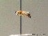  ( - BC ZSM HYM 07104)  @14 [ ] CreativeCommons - Attribution Non-Commercial Share-Alike (2010) Stefan Schmidt SNSB, Zoologische Staatssammlung Muenchen