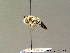  ( - BC ZSM HYM 07105)  @12 [ ] CreativeCommons - Attribution Non-Commercial Share-Alike (2010) Stefan Schmidt SNSB, Zoologische Staatssammlung Muenchen