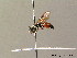  ( - BC ZSM HYM 07542)  @13 [ ] CreativeCommons - Attribution Non-Commercial Share-Alike (2010) Stefan Schmidt SNSB, Zoologische Staatssammlung Muenchen