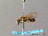  ( - BC ZSM HYM 07544)  @12 [ ] CreativeCommons - Attribution Non-Commercial Share-Alike (2010) Stefan Schmidt SNSB, Zoologische Staatssammlung Muenchen