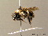  ( - BC ZSM HYM 07553)  @14 [ ] CreativeCommons - Attribution Non-Commercial Share-Alike (2010) Stefan Schmidt SNSB, Zoologische Staatssammlung Muenchen