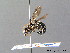  (Chelostoma grande - BC ZSM HYM 07562)  @13 [ ] CreativeCommons - Attribution Non-Commercial Share-Alike (2010) Stefan Schmidt SNSB, Zoologische Staatssammlung Muenchen
