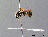  ( - BC ZSM HYM 07569)  @13 [ ] CreativeCommons - Attribution Non-Commercial Share-Alike (2010) Stefan Schmidt SNSB, Zoologische Staatssammlung Muenchen