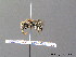  ( - BC ZSM HYM 07577)  @13 [ ] CreativeCommons - Attribution Non-Commercial Share-Alike (2010) Stefan Schmidt SNSB, Zoologische Staatssammlung Muenchen