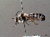  ( - BC ZSM HYM 07938)  @11 [ ] CreativeCommons - Attribution Non-Commercial Share-Alike (2010) Stefan Schmidt SNSB, Zoologische Staatssammlung Muenchen