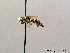  (Hylaeus rinki - BC ZSM HYM 08439)  @14 [ ] CreativeCommons - Attribution Non-Commercial Share-Alike (2010) Stefan Schmidt SNSB, Zoologische Staatssammlung Muenchen