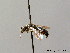  (Osmia cantabrica - BC ZSM HYM 08479)  @11 [ ] CreativeCommons - Attribution Non-Commercial Share-Alike (2010) Stefan Schmidt SNSB, Zoologische Staatssammlung Muenchen