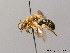  (Lasioglossum subfasciatum - BC ZSM HYM 08516)  @14 [ ] CreativeCommons - Attribution Non-Commercial Share-Alike (2010) Stefan Schmidt SNSB, Zoologische Staatssammlung Muenchen