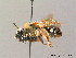  ( - BC ZSM HYM 07698)  @11 [ ] CreativeCommons - Attribution Non-Commercial Share-Alike (2010) Stefan Schmidt SNSB, Zoologische Staatssammlung Muenchen