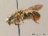  (Osmia niveata - BC ZSM HYM 07727)  @14 [ ] CreativeCommons - Attribution Non-Commercial Share-Alike (2010) Stefan Schmidt SNSB, Zoologische Staatssammlung Muenchen