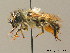  (Osmia cerinthidis - BC ZSM HYM 07761)  @11 [ ] CreativeCommons - Attribution Non-Commercial Share-Alike (2010) Stefan Schmidt SNSB, Zoologische Staatssammlung Muenchen