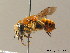  (Osmia aurulenta - BC ZSM HYM 07786)  @14 [ ] CreativeCommons - Attribution Non-Commercial Share-Alike (2010) Stefan Schmidt SNSB, Zoologische Staatssammlung Muenchen