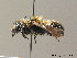  (Osmia xanthomelana - BC ZSM HYM 07790)  @14 [ ] CreativeCommons - Attribution Non-Commercial Share-Alike (2010) Stefan Schmidt SNSB, Zoologische Staatssammlung Muenchen
