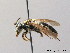  ( - BC ZSM HYM 08267)  @13 [ ] CreativeCommons - Attribution Non-Commercial Share-Alike (2010) Stefan Schmidt SNSB, Zoologische Staatssammlung Muenchen