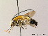  ( - BC ZSM HYM 08298)  @11 [ ] CreativeCommons - Attribution Non-Commercial Share-Alike (2010) Stefan Schmidt SNSB, Zoologische Staatssammlung Muenchen