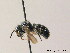  ( - BC ZSM HYM 08355)  @13 [ ] CreativeCommons - Attribution Non-Commercial Share-Alike (2010) Stefan Schmidt SNSB, Zoologische Staatssammlung Muenchen