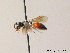  ( - BC ZSM HYM 08360)  @14 [ ] CreativeCommons - Attribution Non-Commercial Share-Alike (2010) Stefan Schmidt SNSB, Zoologische Staatssammlung Muenchen