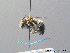  ( - BC ZSM HYM 08745)  @14 [ ] CreativeCommons - Attribution Non-Commercial Share-Alike (2010) Stefan Schmidt SNSB, Zoologische Staatssammlung Muenchen