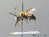  ( - BC ZSM HYM 08746)  @13 [ ] CreativeCommons - Attribution Non-Commercial Share-Alike (2010) Stefan Schmidt SNSB, Zoologische Staatssammlung Muenchen