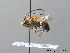  ( - BC ZSM HYM 08747)  @14 [ ] CreativeCommons - Attribution Non-Commercial Share-Alike (2010) Stefan Schmidt SNSB, Zoologische Staatssammlung Muenchen
