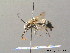  ( - BC ZSM HYM 08748)  @13 [ ] CreativeCommons - Attribution Non-Commercial Share-Alike (2010) Stefan Schmidt SNSB, Zoologische Staatssammlung Muenchen