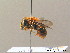  ( - BC ZSM HYM 08767)  @13 [ ] CreativeCommons - Attribution Non-Commercial Share-Alike (2010) Stefan Schmidt SNSB, Zoologische Staatssammlung Muenchen