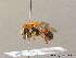  ( - BC ZSM HYM 08768)  @13 [ ] CreativeCommons - Attribution Non-Commercial Share-Alike (2010) Stefan Schmidt SNSB, Zoologische Staatssammlung Muenchen