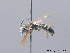  ( - BC ZSM HYM 08795)  @13 [ ] CreativeCommons - Attribution Non-Commercial Share-Alike (2010) Stefan Schmidt SNSB, Zoologische Staatssammlung Muenchen