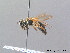  ( - BC ZSM HYM 08813)  @12 [ ] CreativeCommons - Attribution Non-Commercial Share-Alike (2010) Stefan Schmidt SNSB, Zoologische Staatssammlung Muenchen