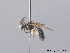  ( - BC ZSM HYM 08817)  @14 [ ] CreativeCommons - Attribution Non-Commercial Share-Alike (2010) Stefan Schmidt SNSB, Zoologische Staatssammlung Muenchen