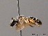  ( - BC ZSM HYM 08837)  @13 [ ] CreativeCommons - Attribution Non-Commercial Share-Alike (2010) Stefan Schmidt SNSB, Zoologische Staatssammlung Muenchen