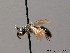  ( - BC ZSM HYM 08840)  @13 [ ] CreativeCommons - Attribution Non-Commercial Share-Alike (2010) Stefan Schmidt SNSB, Zoologische Staatssammlung Muenchen