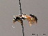  ( - BC ZSM HYM 08841)  @11 [ ] CreativeCommons - Attribution Non-Commercial Share-Alike (2010) Stefan Schmidt SNSB, Zoologische Staatssammlung Muenchen