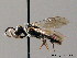  ( - BC ZSM HYM 08848)  @12 [ ] CreativeCommons - Attribution Non-Commercial Share-Alike (2010) Stefan Schmidt SNSB, Zoologische Staatssammlung Muenchen