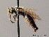 ( - BC ZSM HYM 08849)  @11 [ ] CreativeCommons - Attribution Non-Commercial Share-Alike (2010) Stefan Schmidt SNSB, Zoologische Staatssammlung Muenchen