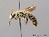  ( - BC ZSM HYM 08870)  @11 [ ] CreativeCommons - Attribution Non-Commercial Share-Alike (2010) Stefan Schmidt SNSB, Zoologische Staatssammlung Muenchen