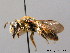  ( - BC ZSM HYM 08876)  @11 [ ] CreativeCommons - Attribution Non-Commercial Share-Alike (2010) Stefan Schmidt SNSB, Zoologische Staatssammlung Muenchen