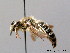  ( - BC ZSM HYM 08877)  @11 [ ] CreativeCommons - Attribution Non-Commercial Share-Alike (2010) Stefan Schmidt SNSB, Zoologische Staatssammlung Muenchen