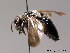  ( - BC ZSM HYM 08887)  @11 [ ] CreativeCommons - Attribution Non-Commercial Share-Alike (2010) Stefan Schmidt SNSB, Zoologische Staatssammlung Muenchen