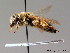  ( - BC ZSM HYM 08889)  @11 [ ] CreativeCommons - Attribution Non-Commercial Share-Alike (2010) Stefan Schmidt SNSB, Zoologische Staatssammlung Muenchen